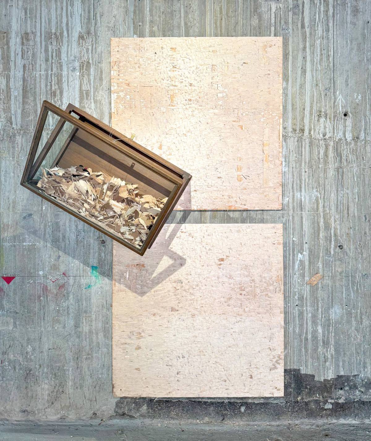 Juni Salvador, ‘Marcel would have approved…After Duchamp,’ 2017, Glass case, wood panels, nylon string, dimensions variable.  Salvador chips off the surface of plywood panels to dismantle both the idea of painting.