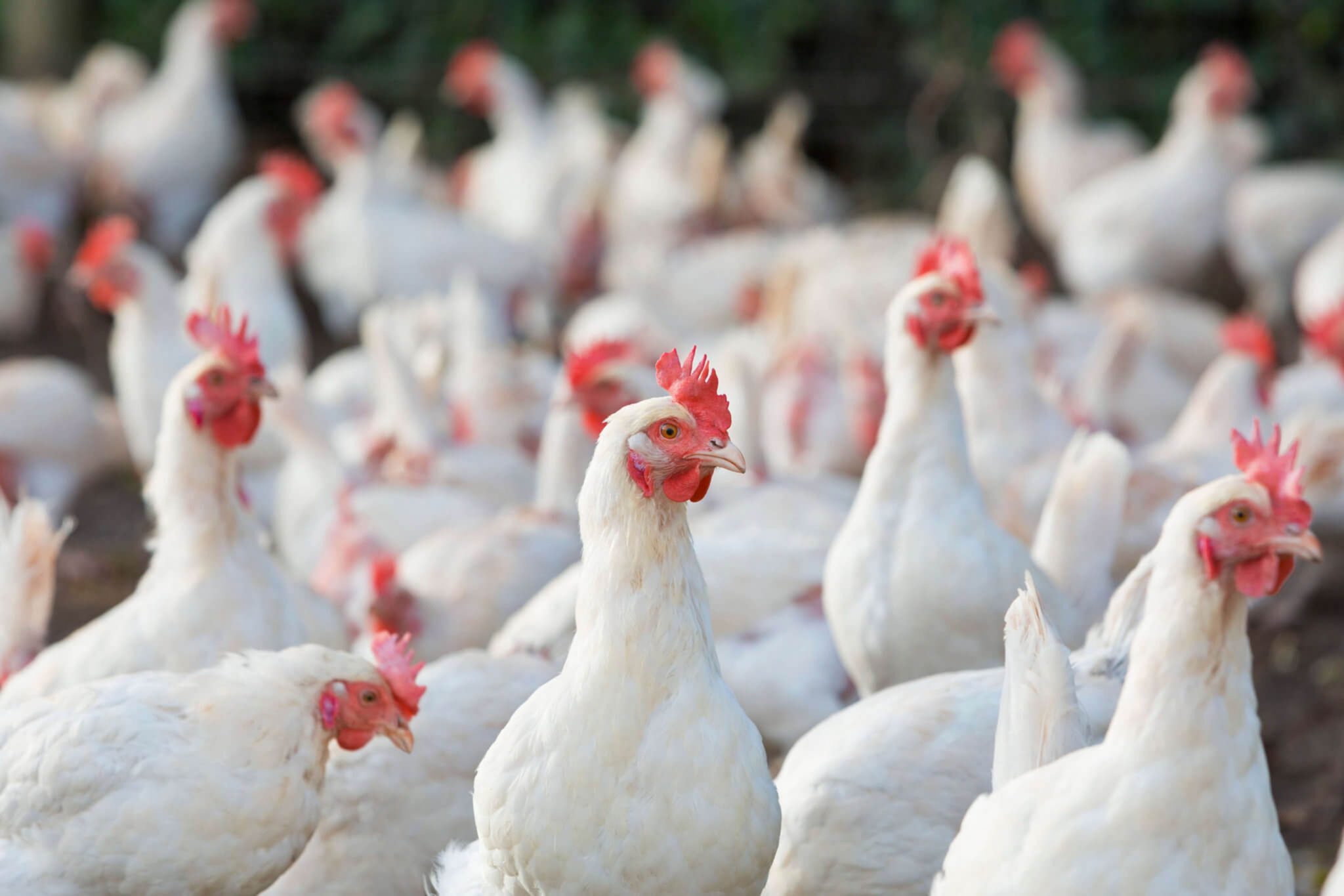 Mla lifts ban on Minnesota poultry