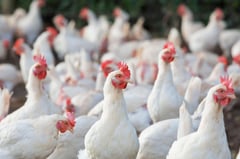 DA lifts poultry import ban from Netherlands