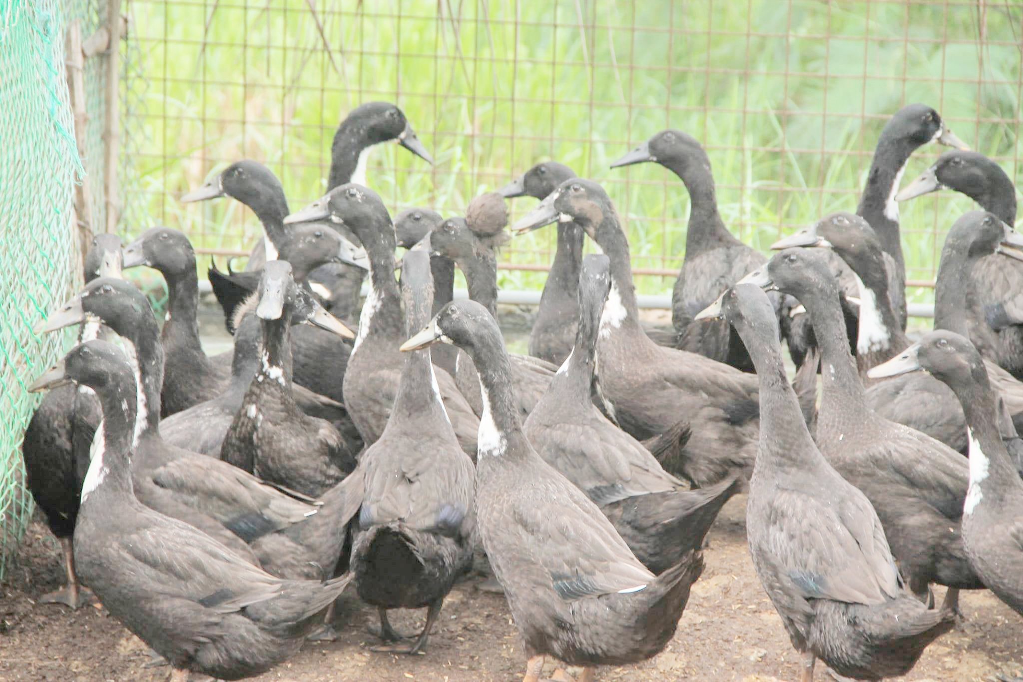 First H5N9 bird flu case detected in CamSur