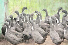 First H5N9 bird flu case detected in CamSur