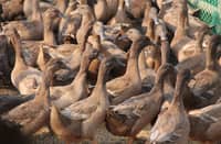 ducks, philippines, bird flu, H5N9