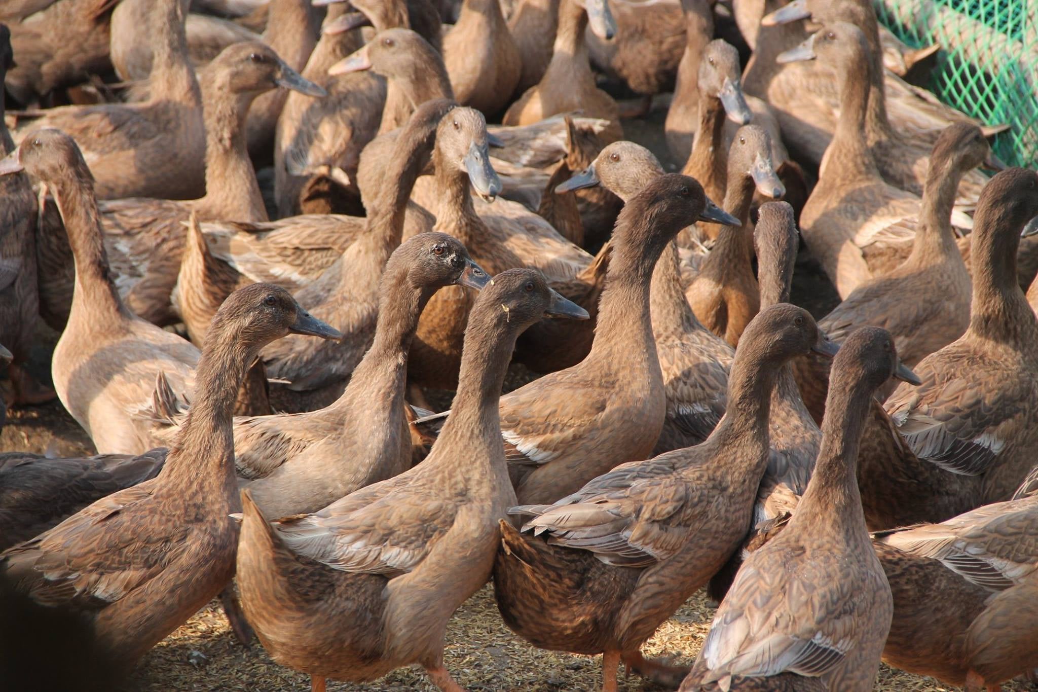 Bird Flu outbreak triggers Phl import ban