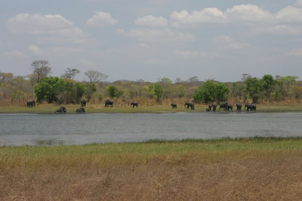 Villagers sue after moved elephants claim lives