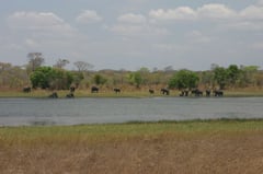 Villagers sue after moved elephants claim lives