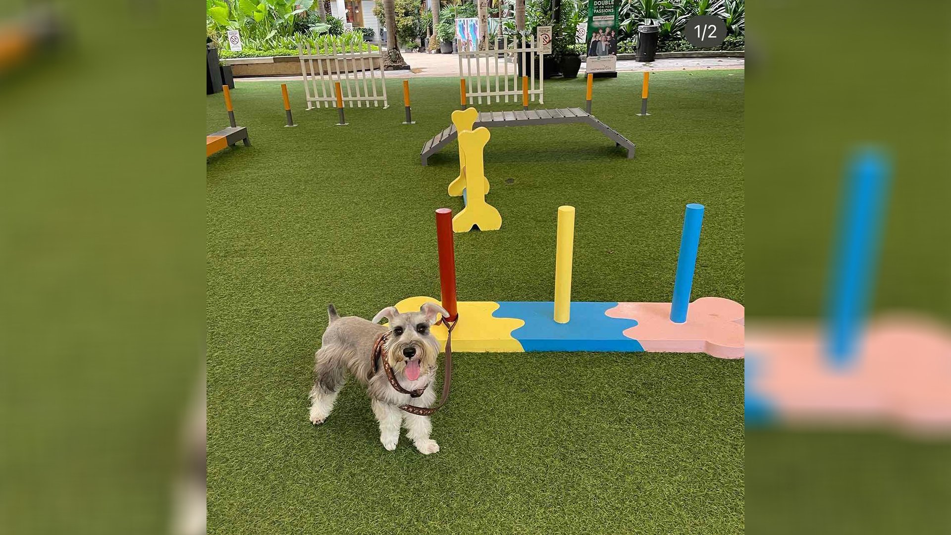 The joys of being a dog-mom