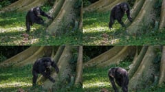 Chimp drumming reveals sense of human rhythm