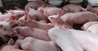 Hog industry’s agony still far from over, says DA