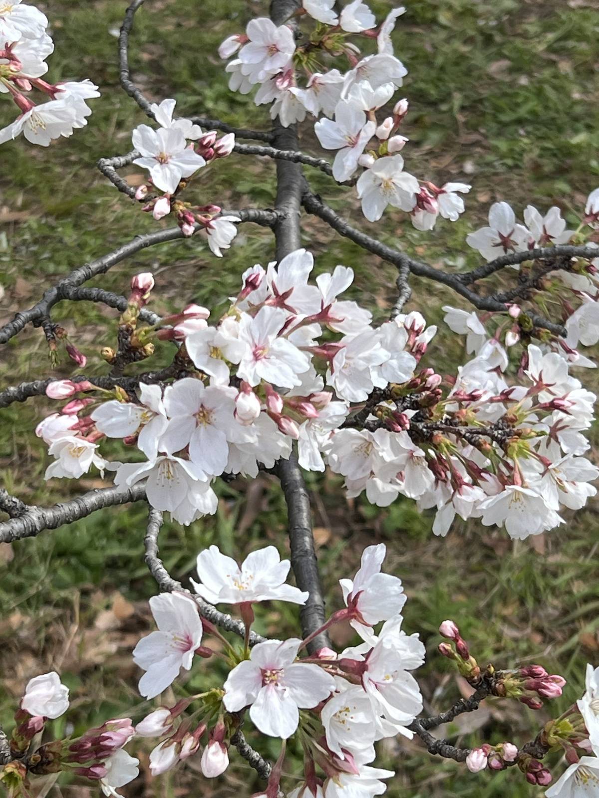 A close up of the much-loved, more than just a flower.