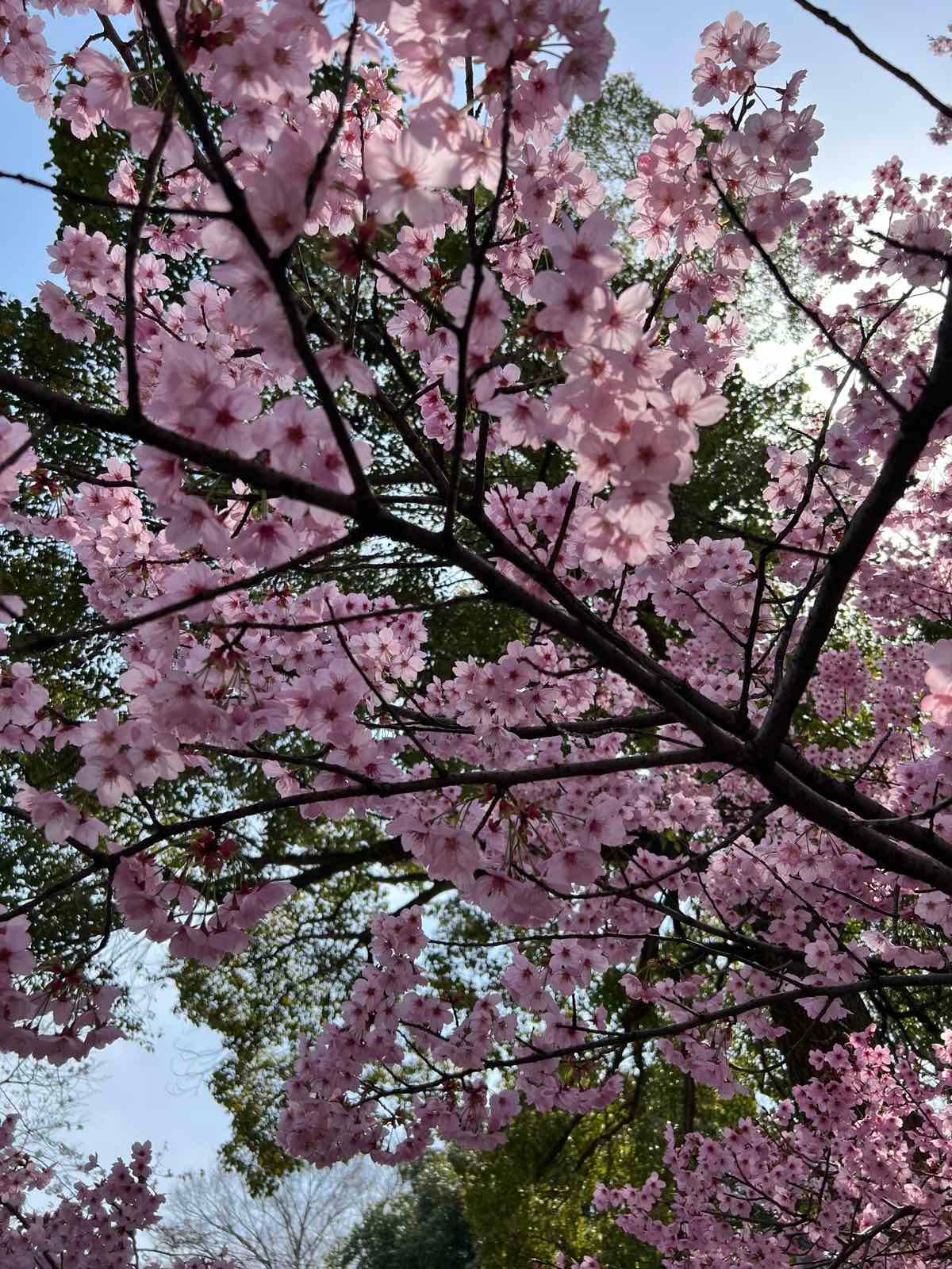 Dark pink cherry blossoms.