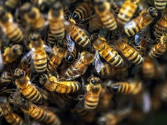 Army officer killed in bee attack during firefight hailed as hero