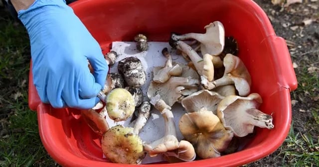 Guests died of organ failure after toxic mushroom lunch