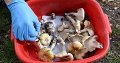 Guests died of organ failure after toxic mushroom lunch