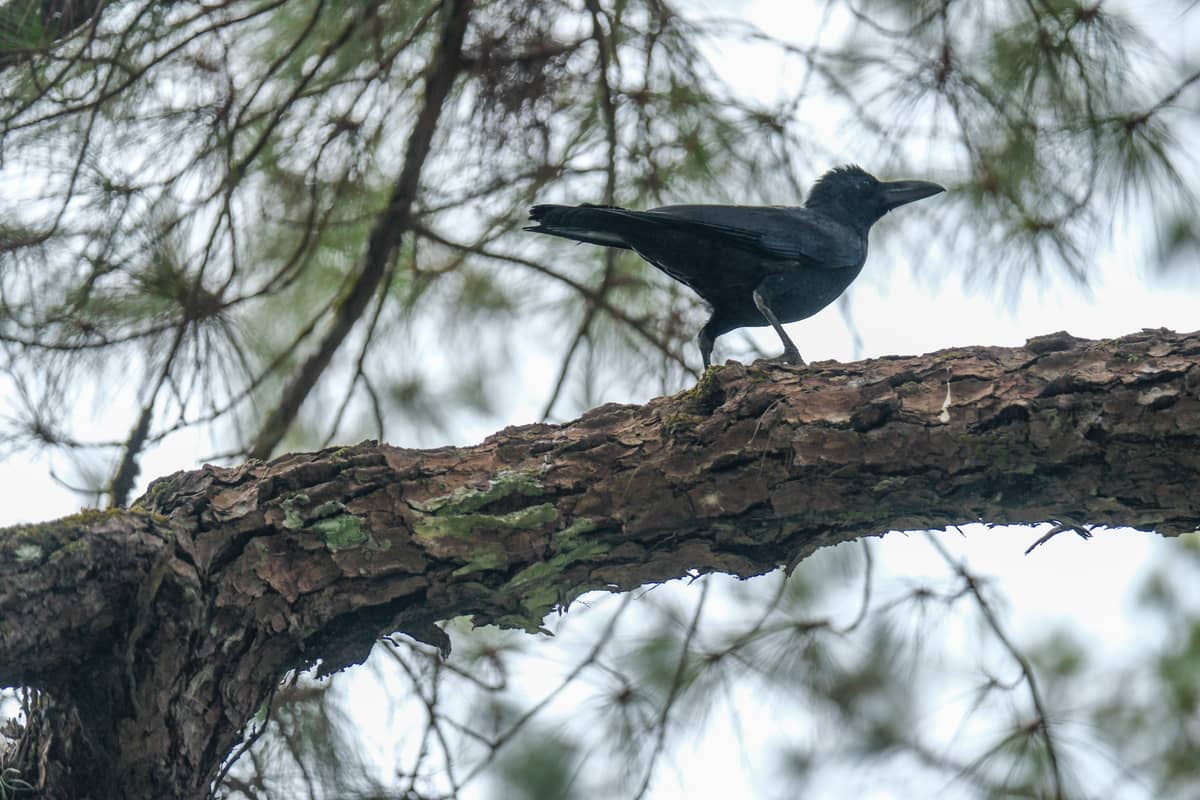 LARGE Bill Crow.