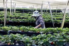 Farm tourism program okayed
