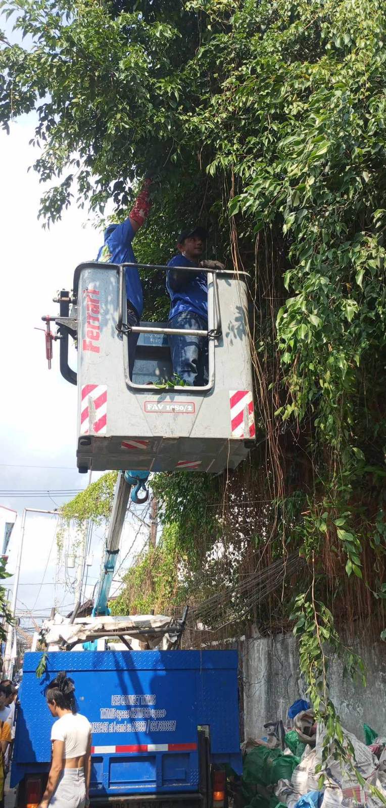 TREES were trimmed in Malabon City in anticipation of  the upcoming rainy season.