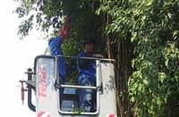 TREES were trimmed in Malabon City in anticipation of the upcoming rainy season.