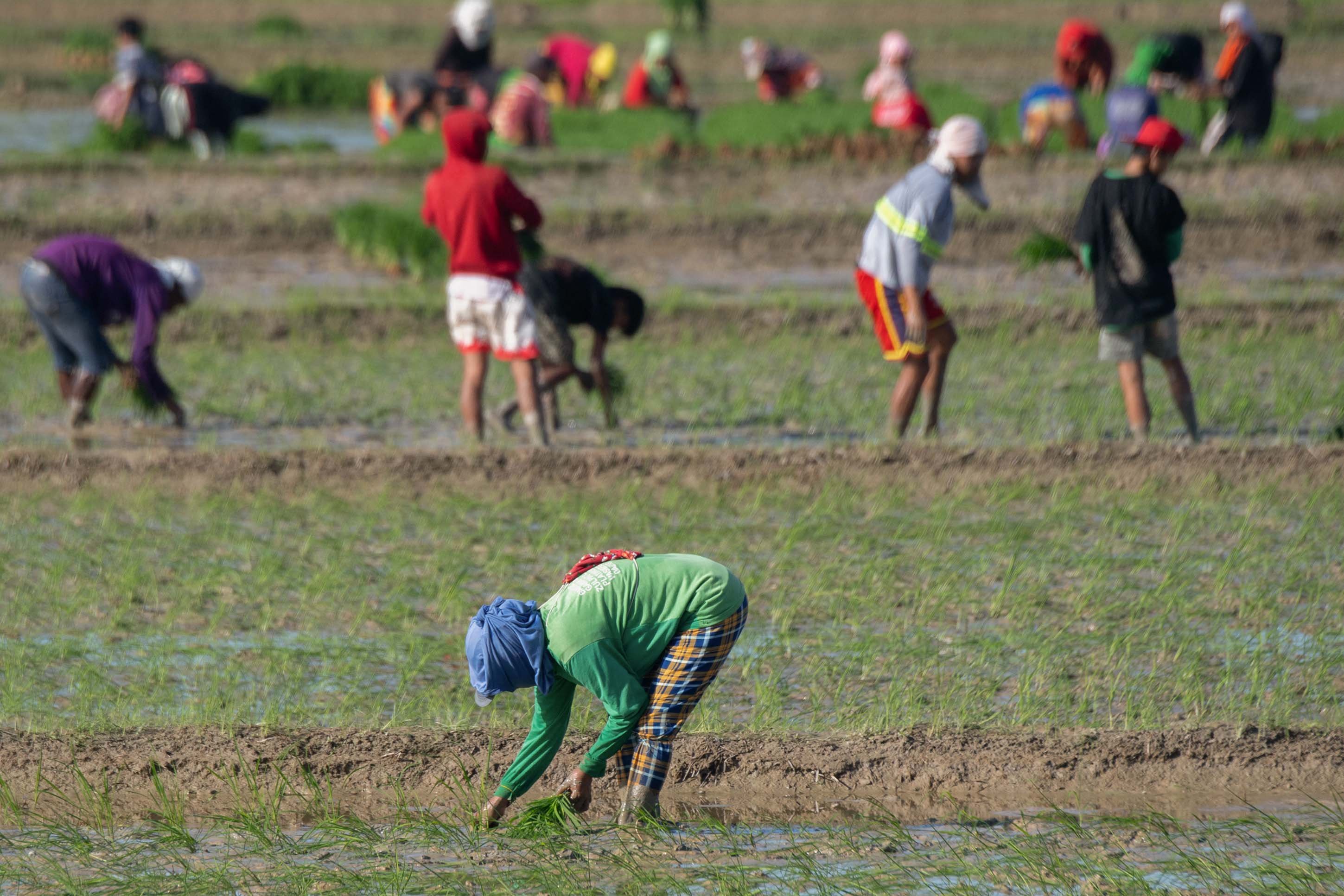 NFA eases palay rules ahead harvest
