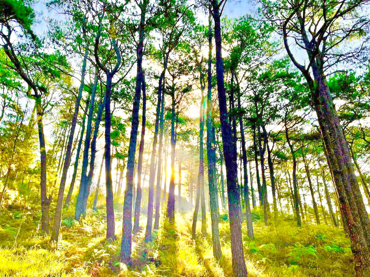DESTINATION: Baguio