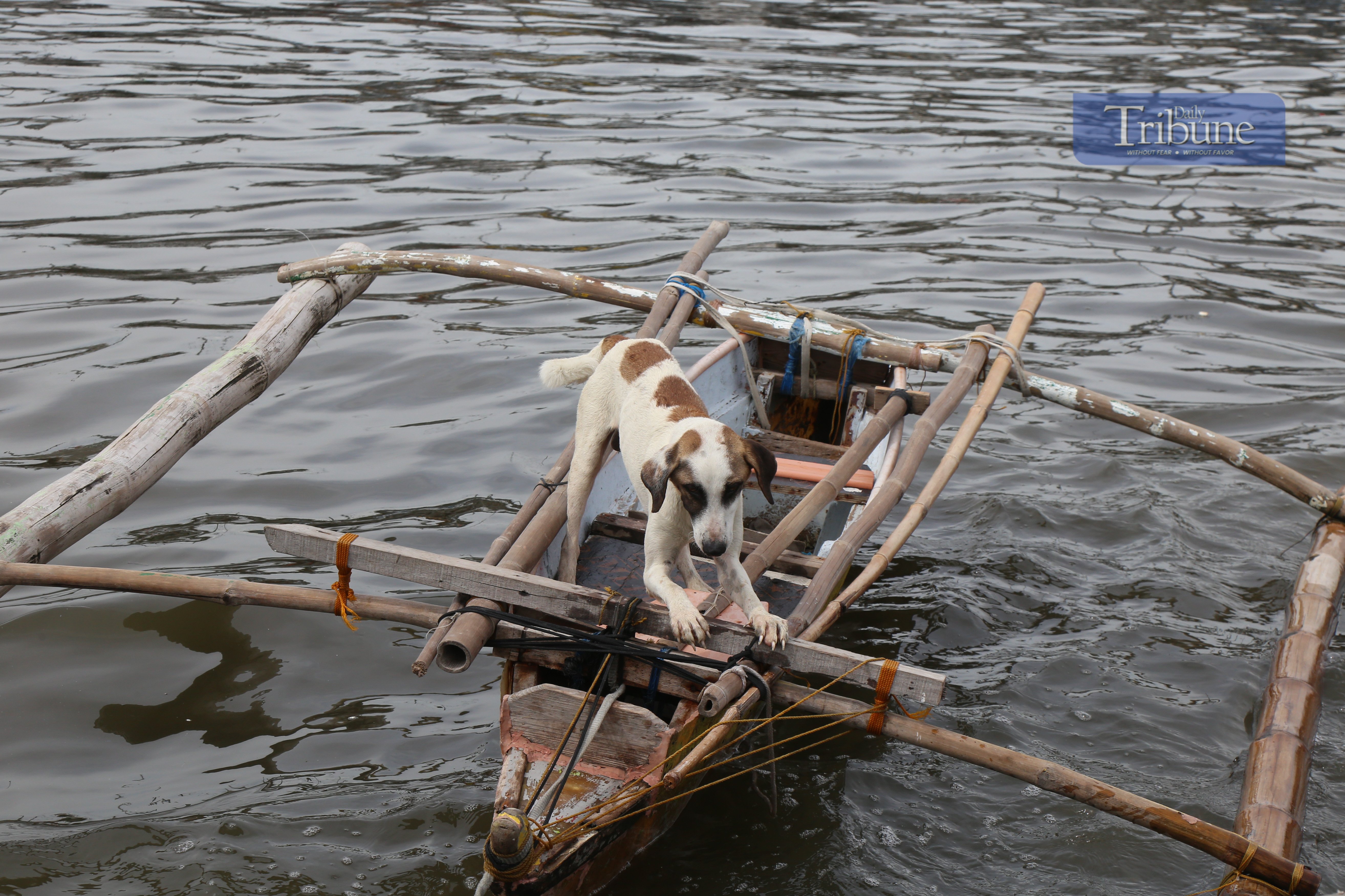 A dog's life