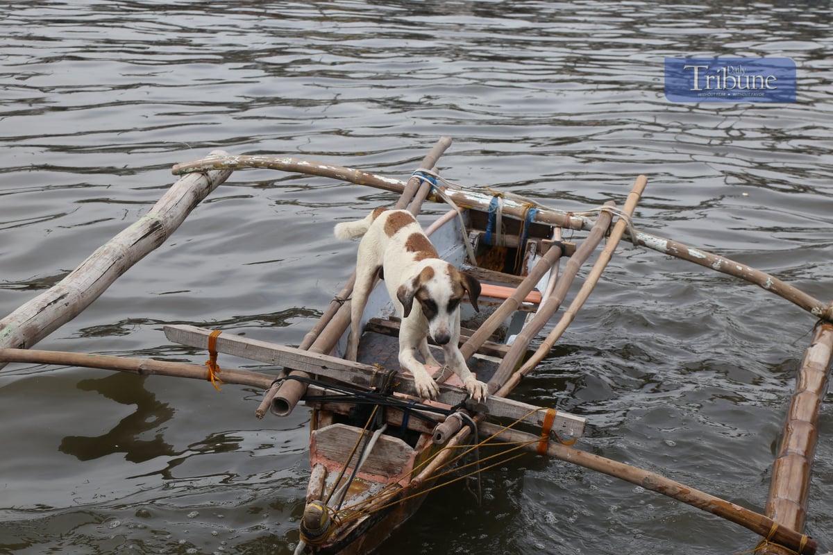 A dog's life