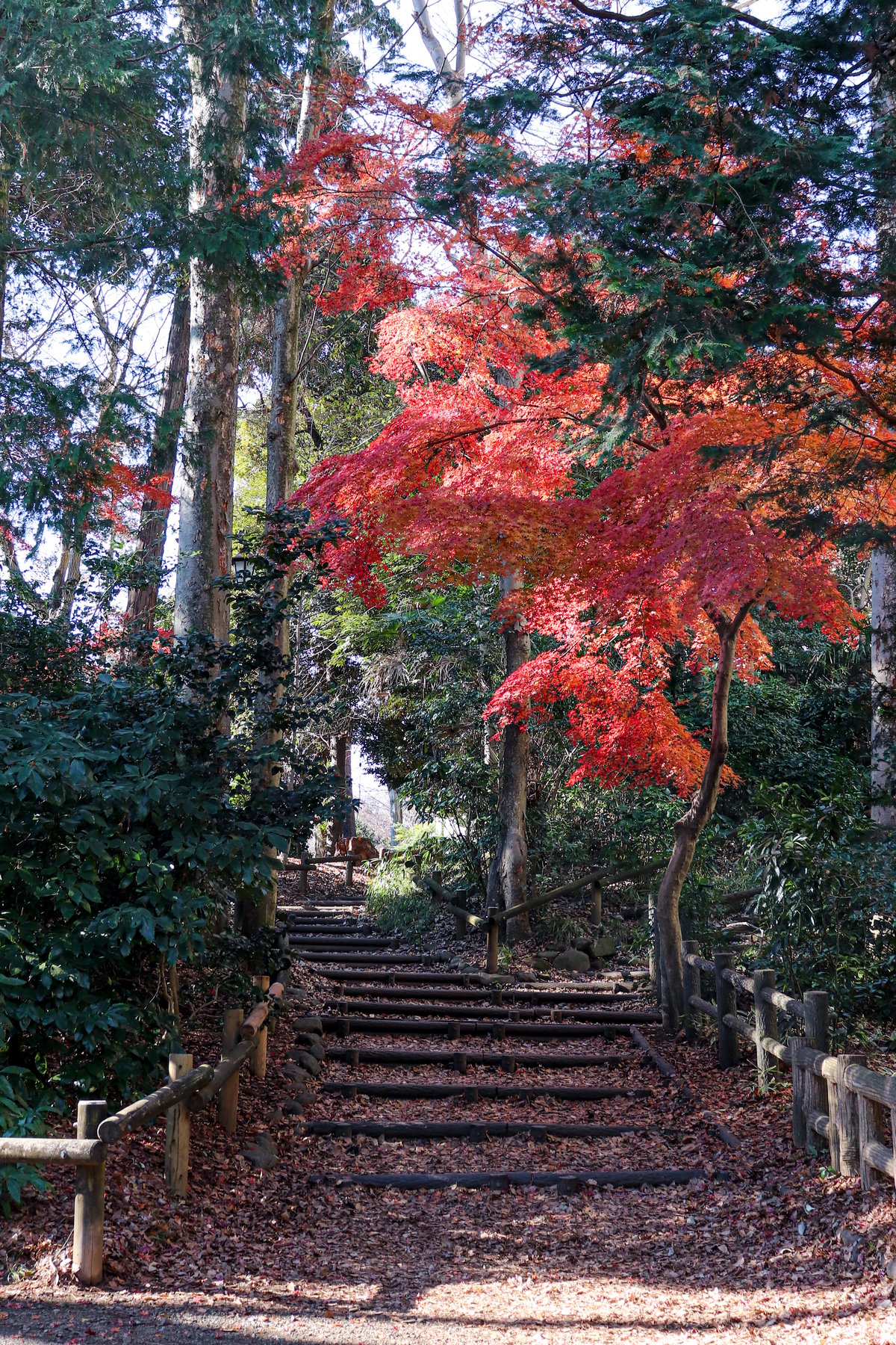 TAN’S photograph captures a serene forest trail with autumn leaves, where deep greens contrast with warm reds and oranges