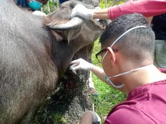 Gov’t moves to contain rare bacterial disease in Siquijor
