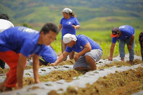 Bukidnon leads P2.42-T farm output
