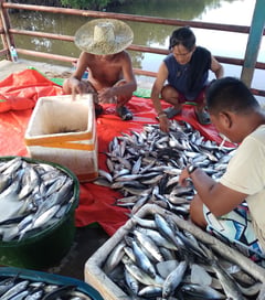 Toledo fisherfolk slam Tanon Strait commercialization