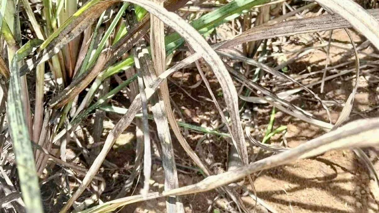 Negros sugar industry on alert as Red-Striped Soft Scale spreads rapidly