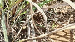 Negros sugar industry on alert as Red-Striped Soft Scale spreads rapidly