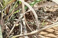 A SUGARCANE field in Negros Occidental affected by the Red-Striped Soft Scale Insect infestation, now threatening the province’s sugar production.