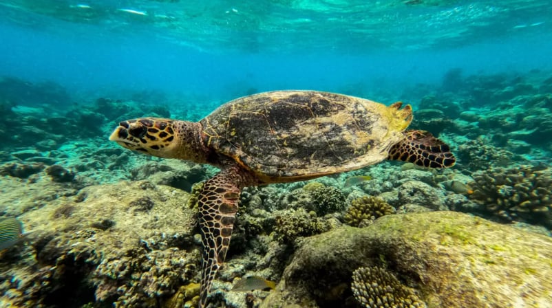 Oceans feel the heat from human climate