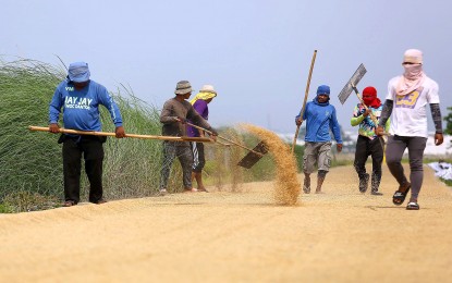 DA mulls palay floor price