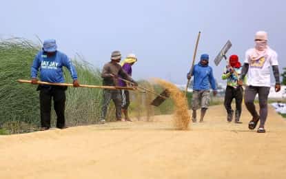 DA mulls palay floor price