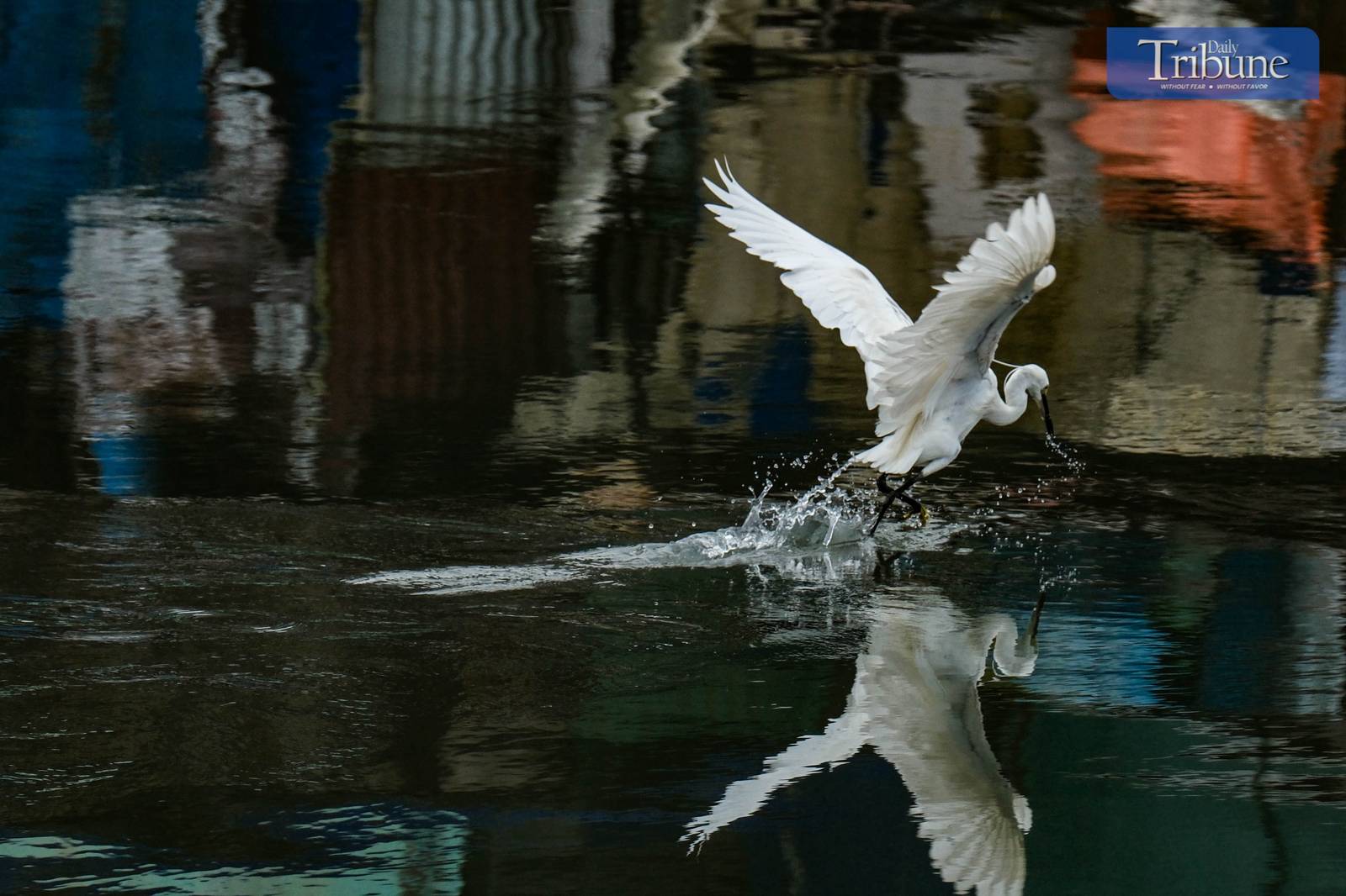 A flock of egrets gathers near the Navotas dike undeterred by looming stormy weather on Saturday, 7 June, 2025.