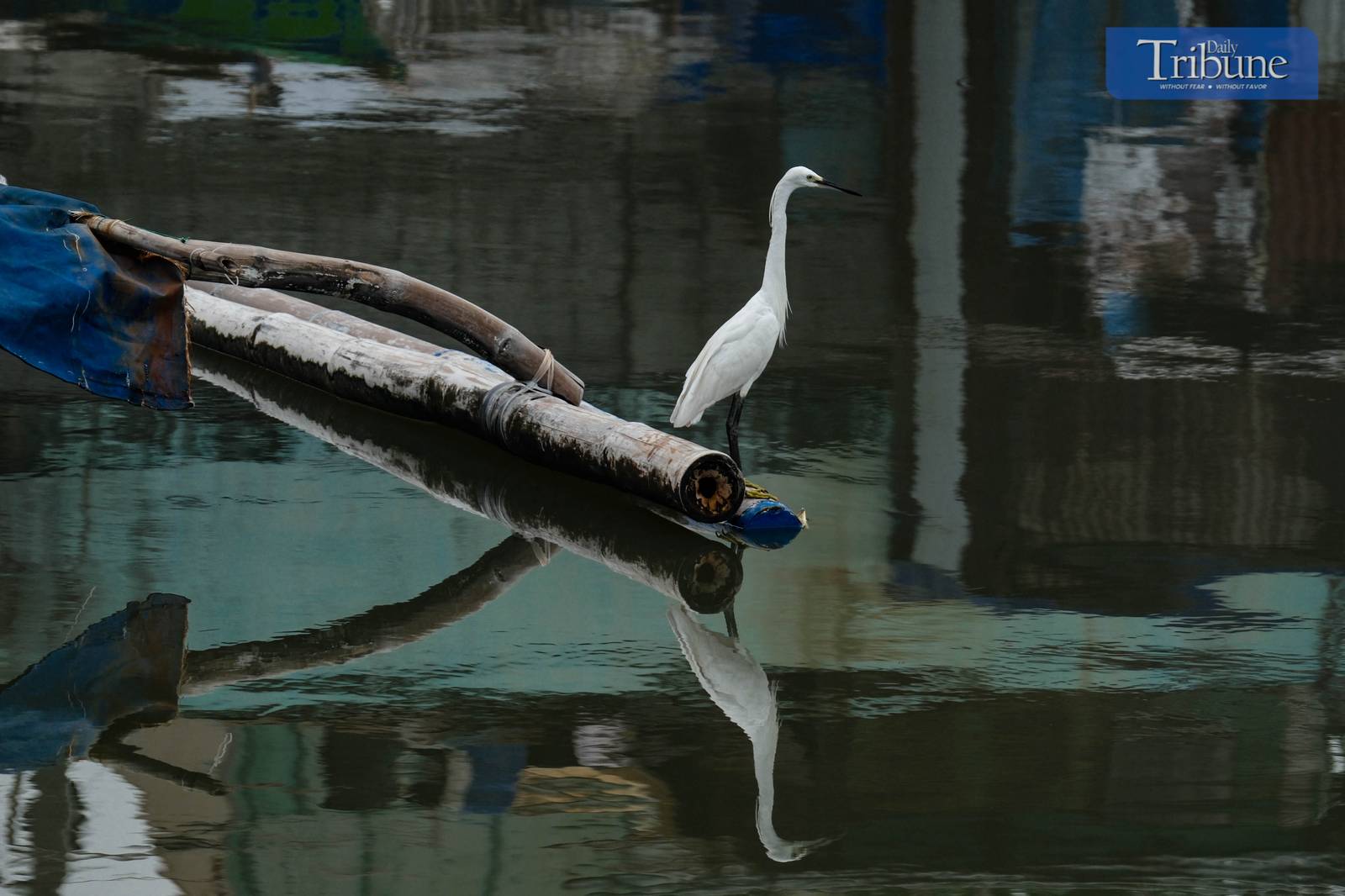 A flock of egrets gathers near the Navotas dike undeterred by looming stormy weather on Saturday, 7 June, 2025.