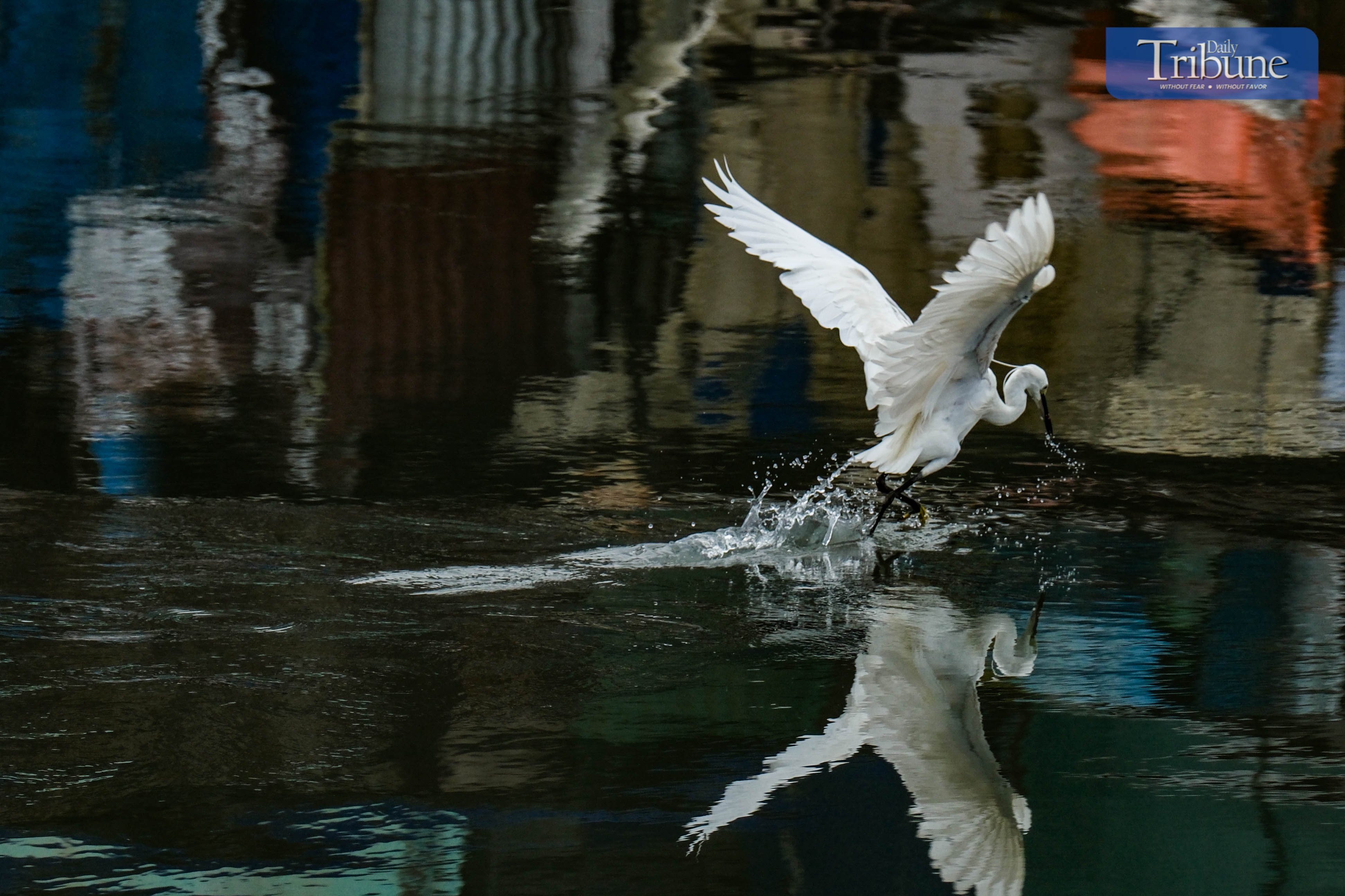 A flock of egrets gathers near the Navotas dike undeterred by looming stormy weather on Saturday, 7 June, 2025.