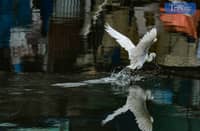 A flock of egrets gathers near the Navotas dike undeterred by looming stormy weather on Saturday, 7 June, 2025.