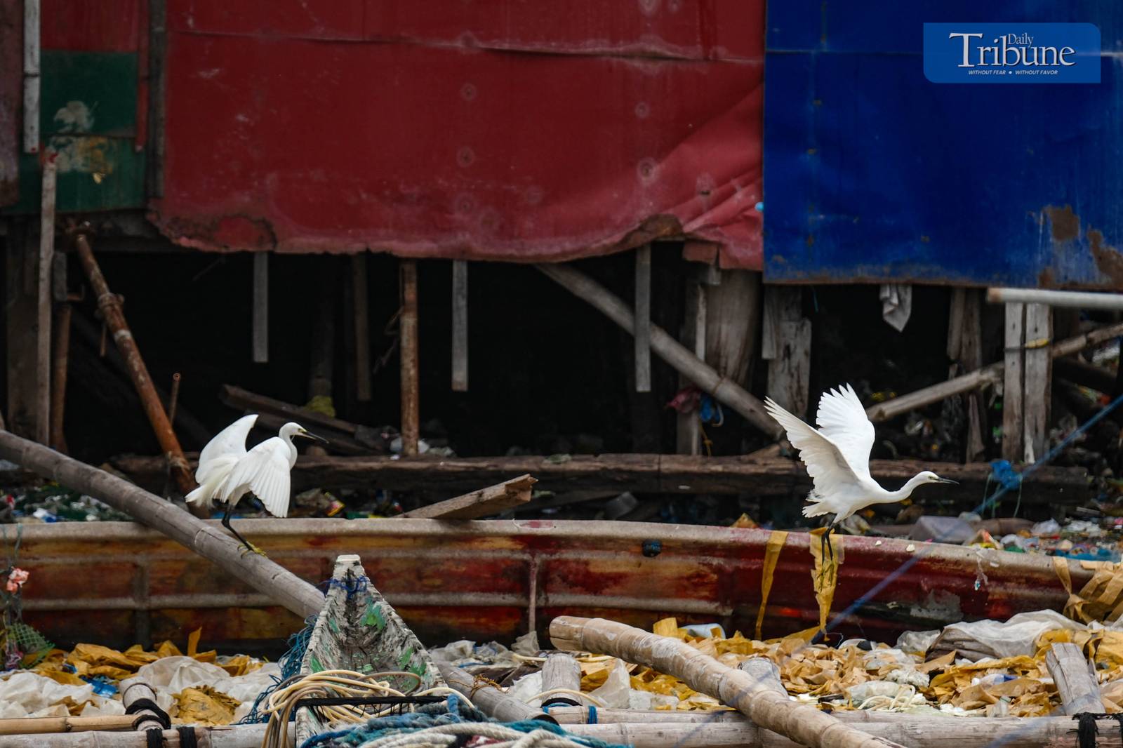 A flock of egrets gathers near the Navotas dike undeterred by looming stormy weather on Saturday, 7 June, 2025.