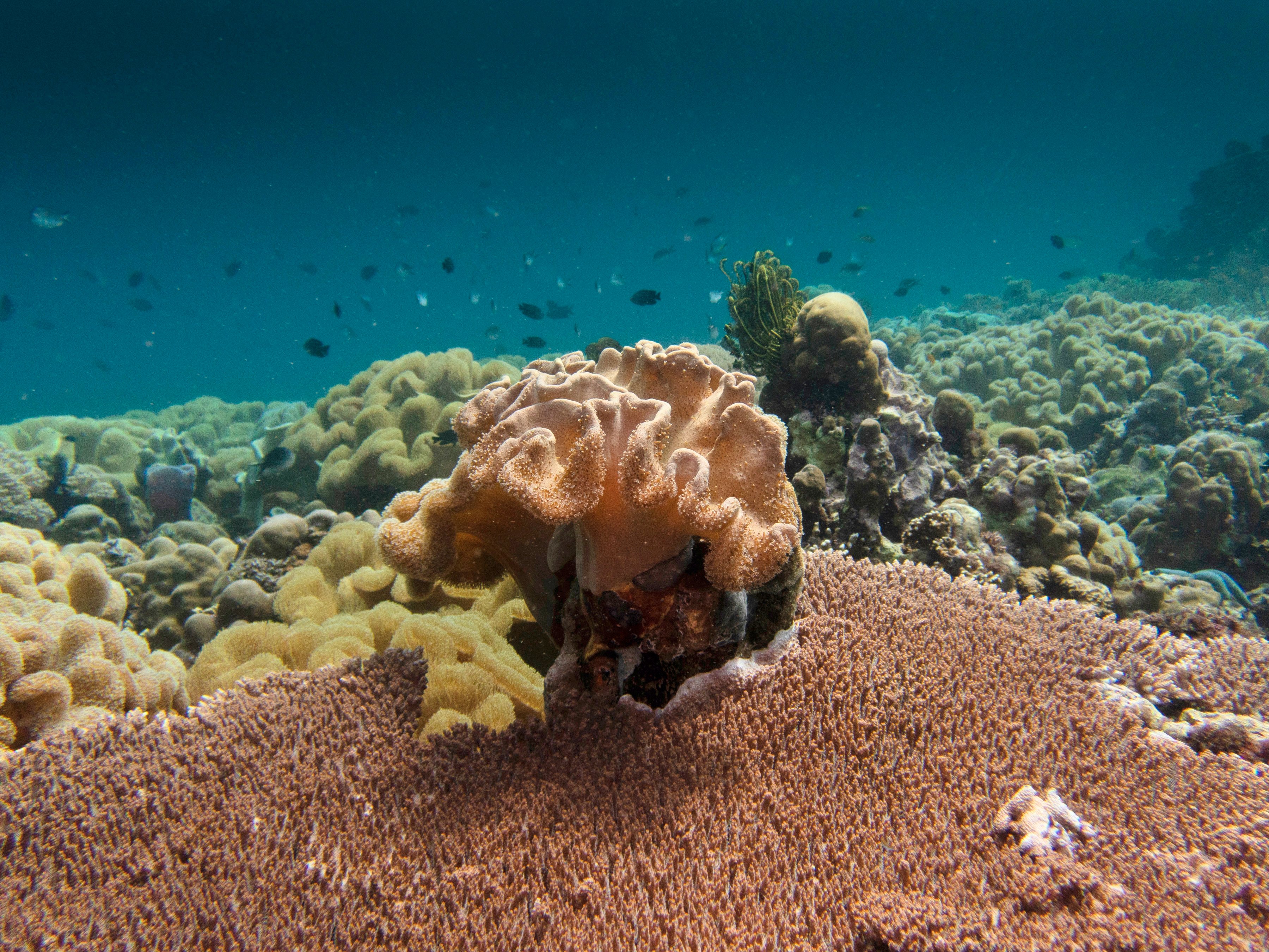 UNOC 3 aims to halt collapse of largest ecosystem