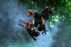 Sabungeros raise concerns over animal cruelty bill