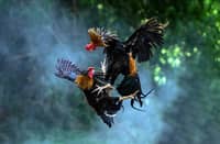 COCKFIGHTING is popular especially in the provinces.