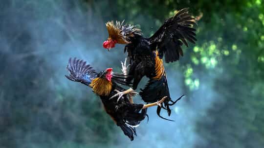 COCKFIGHTING is popular especially in the provinces.