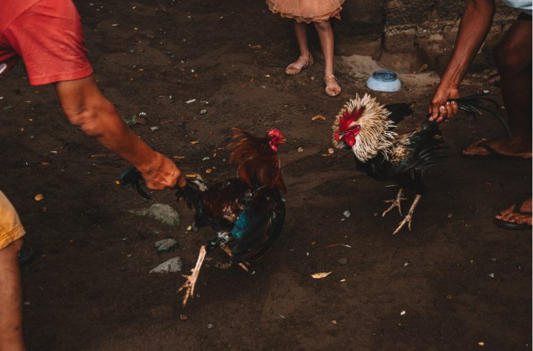 Cockfighting’s fate still in limbo