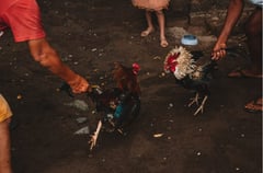 Cockfighting’s fate still in limbo