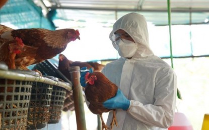 DA claims bird flu outbreak contained