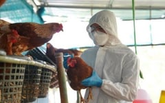 DA claims bird flu outbreak contained