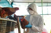 DA claims bird flu outbreak contained