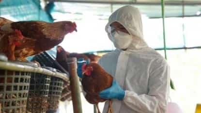 DA claims bird flu outbreak contained